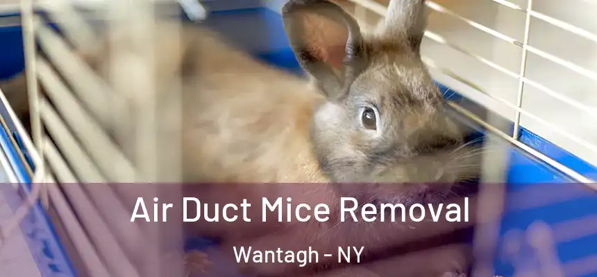  Air Duct Mice Removal Wantagh - NY
