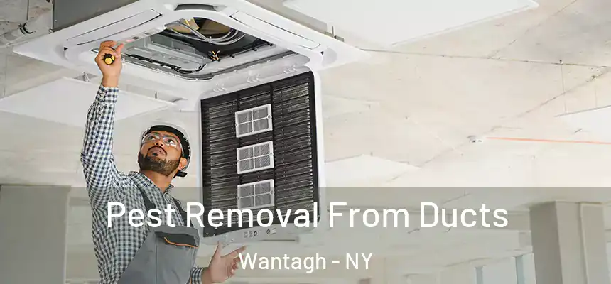 Pest Removal From Ducts Wantagh - NY